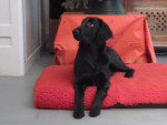 Zoey braaf onder de kerstboom!